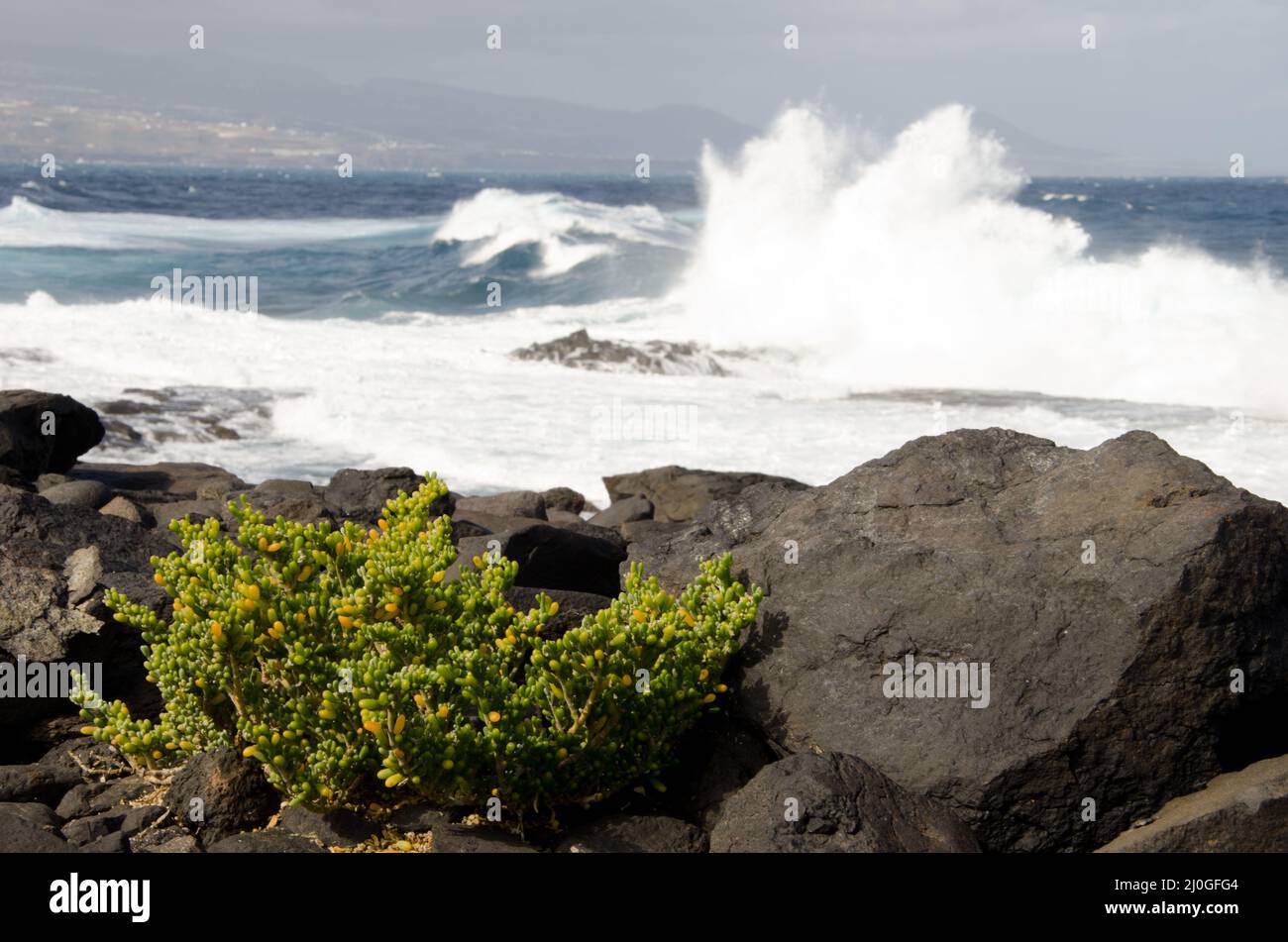 Pflanzen Sie Tetraena fontanesii. El Confital. Geschützte Landschaft Von La Isleta. Las Palmas de Gran Canaria. Gran Canaria. Kanarische Inseln. Spanien. Stockfoto