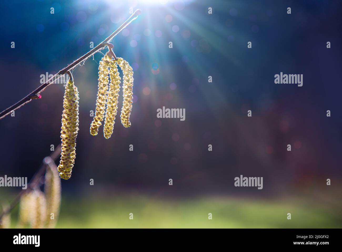 Frühlingshintergrund mit blühender Haselnuss-Baum vor Sonnenlicht. Stockfoto