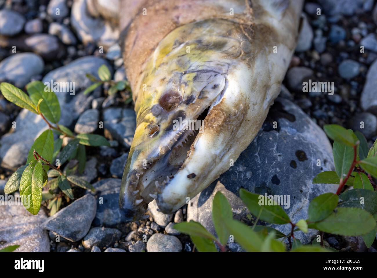 Nahaufnahme des Kopfes einer toten, verfallenden Leiche eines Lachses Stockfoto