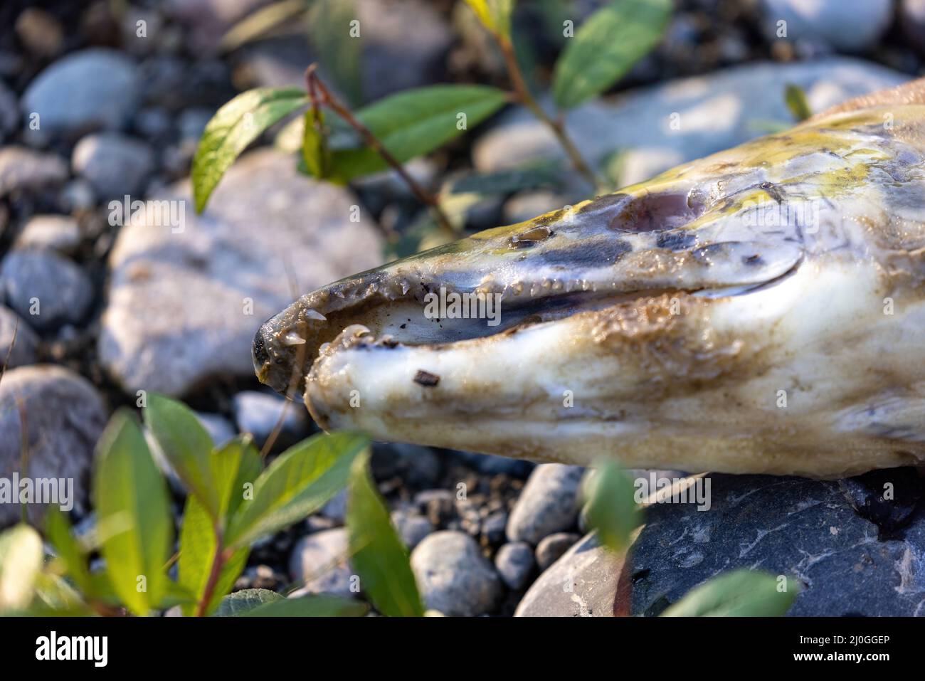 Nahaufnahme des Kopfes einer toten, verfallenden Leiche eines Lachses Stockfoto