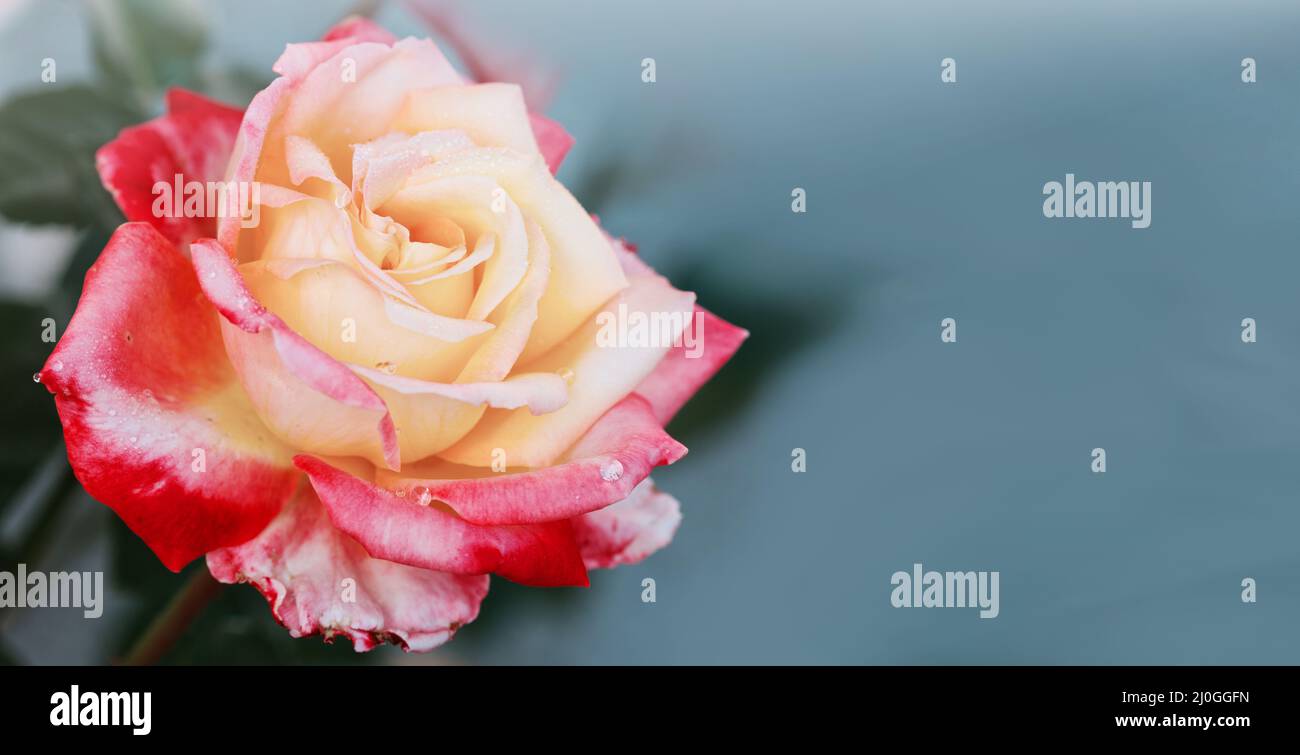 Rosebud mit rosa Blütenblättern isoliert auf grauem Hintergrund. Stockfoto
