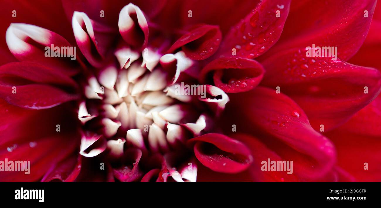 Makrofoto eines roten Dahlia-Blumenhintergrunds. Stockfoto