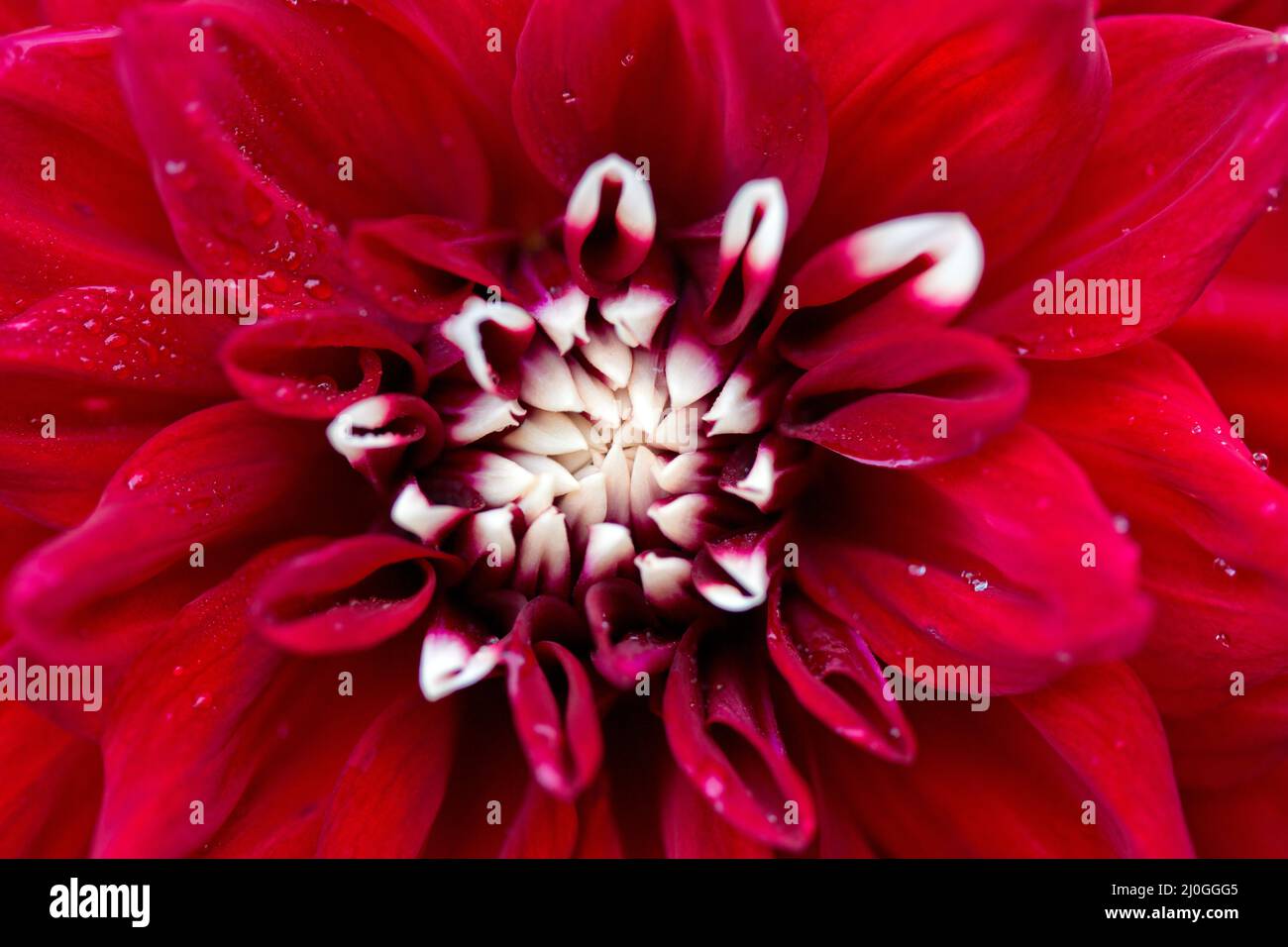 Makrofoto eines roten Dahlia-Blumenhintergrunds. Stockfoto