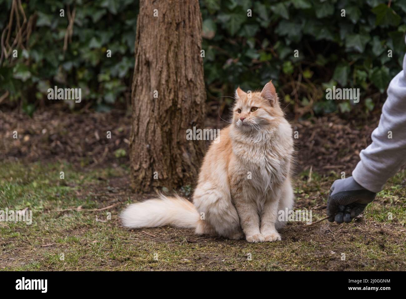 Rote Katze hat kein Interesse am Spielen - desinteressiertes Haustier Stockfoto