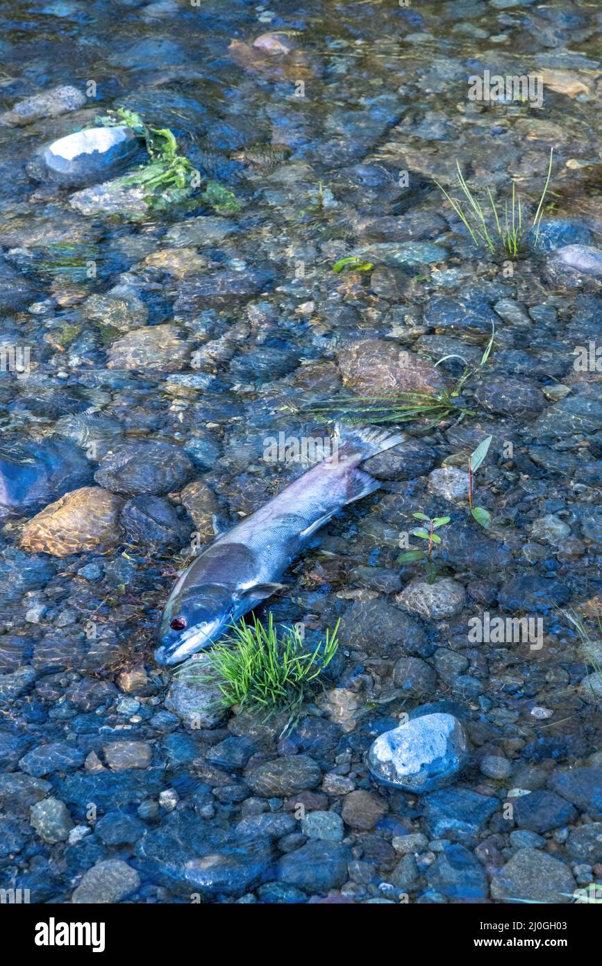 Toter Fischkadaver am flachen Ufer eines Flusses Stockfoto