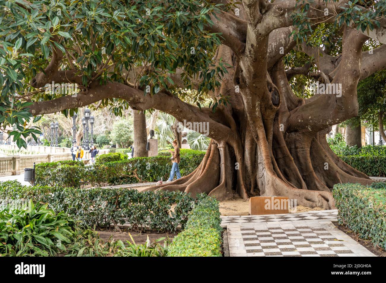 Andalusien in Spanien: ein Gummibaum (einen Brasiliensis) in Cadiz Parque  del Amaleda Stockfotografie - Alamy