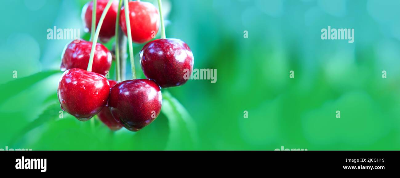 Kirschen hängen an einem Kirschbaum-Ast im Garten. Stockfoto