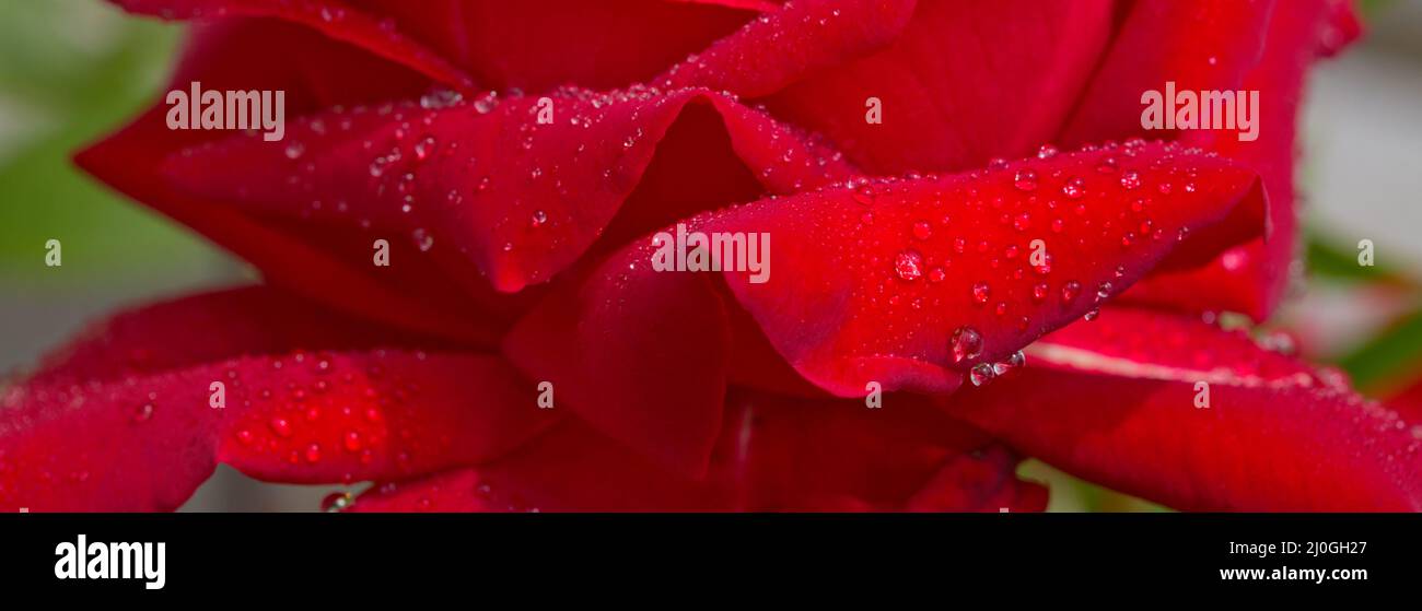 Schöne rote Rose closeup.Close up von roten Rosenblüten und Wassertropfen . Stockfoto