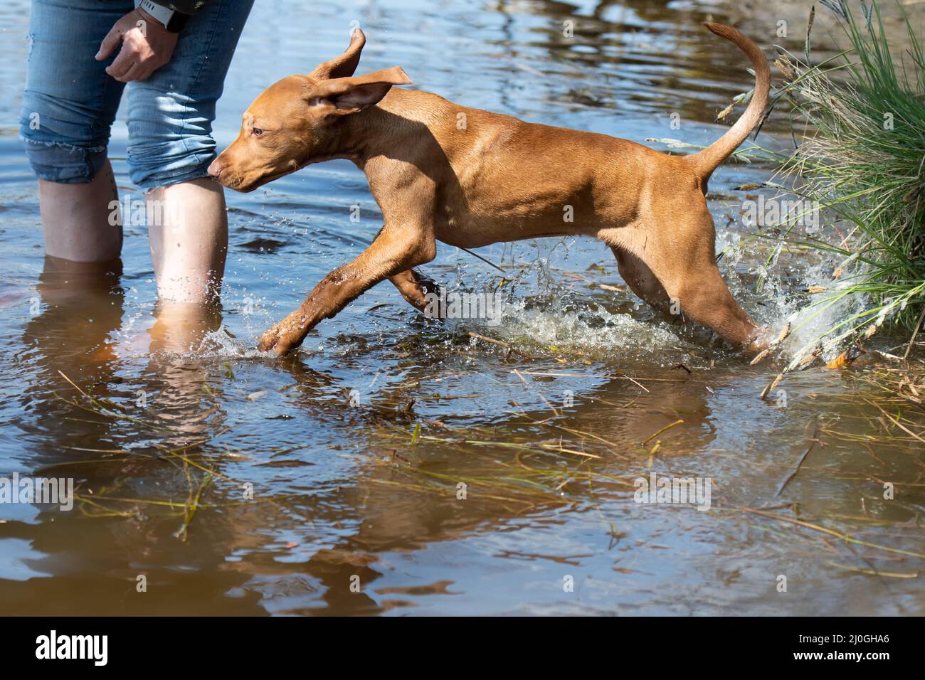 Der Jagdhund-Welpe läuft ins Wasser Stockfoto