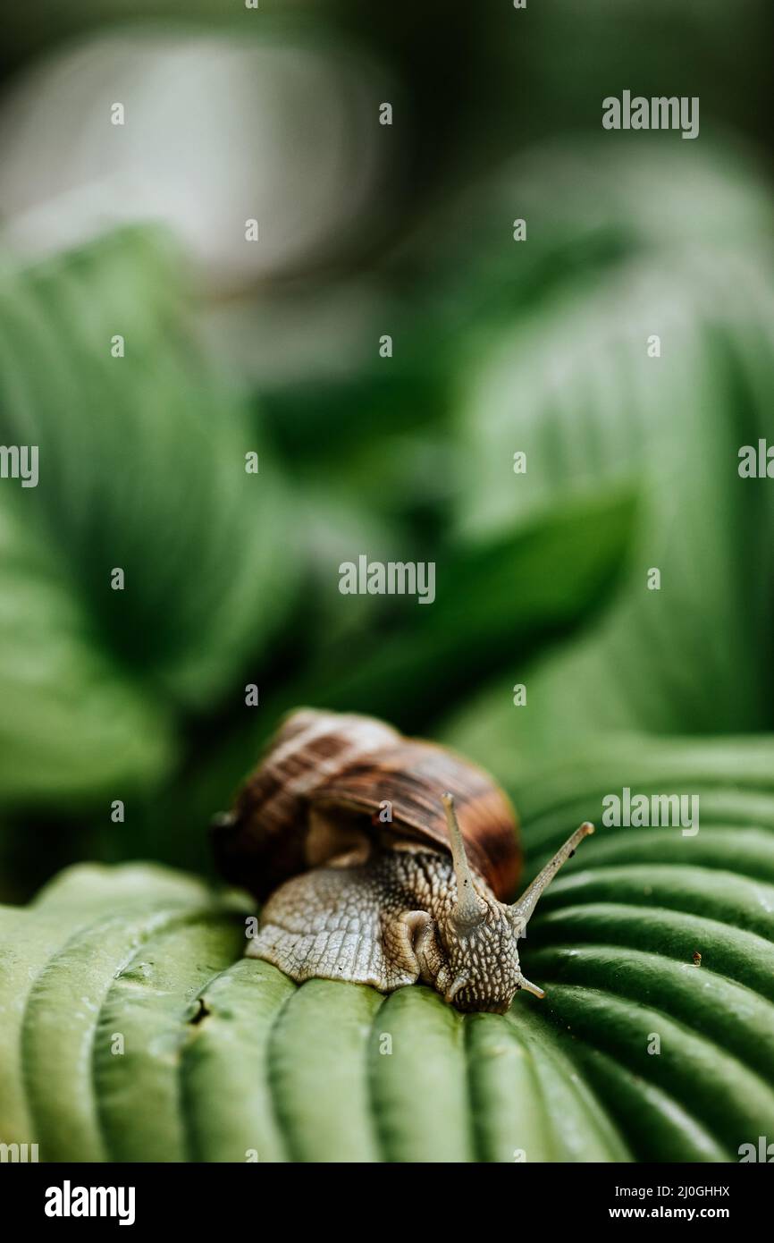 Nahaufnahme einer Schnecke, die auf den großen grünen Blättern gleitet Stockfoto