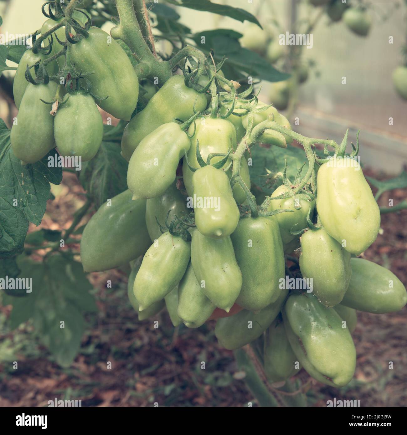 Wachstum Reife Tomaten im Gewächshaus. Stockfoto