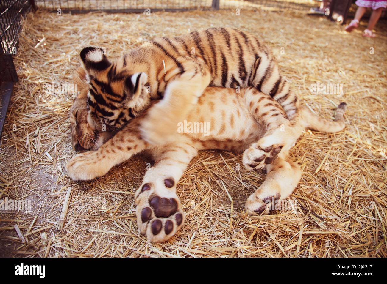 Niedliche kleine Tiger spielen im Zoo Stockfoto