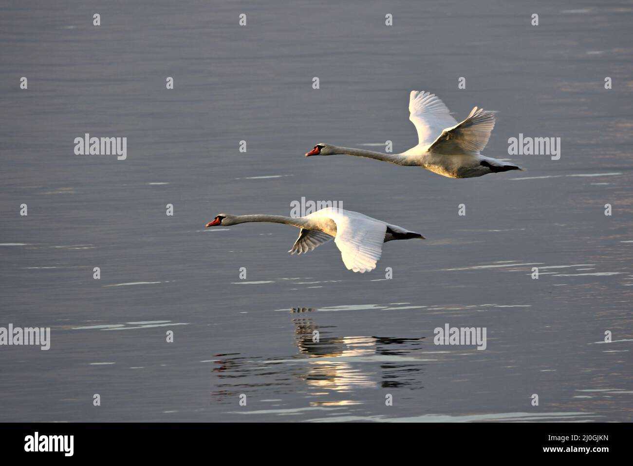 Swan Stockfoto