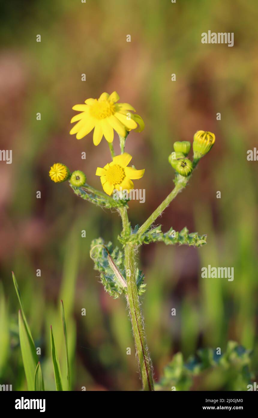 Eine Nahaufnahme einer Gänseblümchen, einer gelb blühenden Wiesenpflanze. Stockfoto