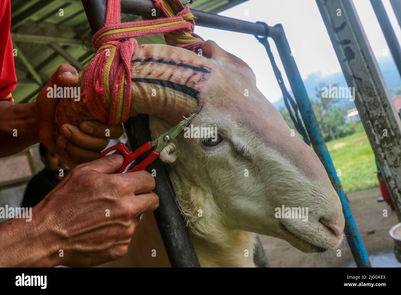 Garut Sheep Care for the Art of Fingerferity and Competition in Bogor, Indonesien, 19. März 2022 Stockfoto
