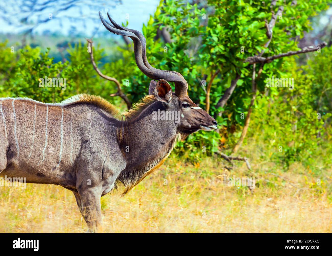 Antilope Kudu mit verzweigten Hörnern Stockfoto