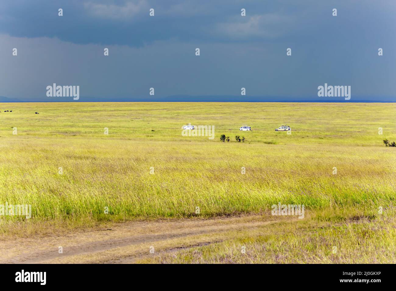 Sommergewitter über der Savanne Stockfoto