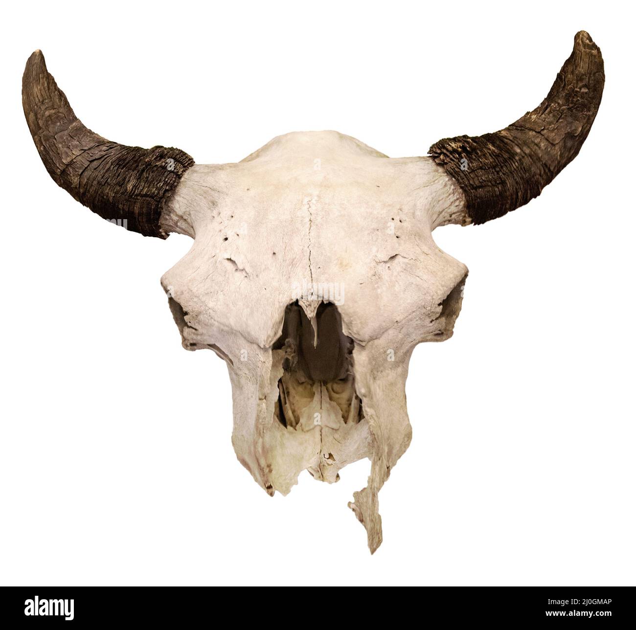 Bull Skull isoliert auf weißem Hintergrund. Europäischer Bison-Schädel, Jagdtrophäe auf weißem Hintergrund Bison bonasus Stockfoto