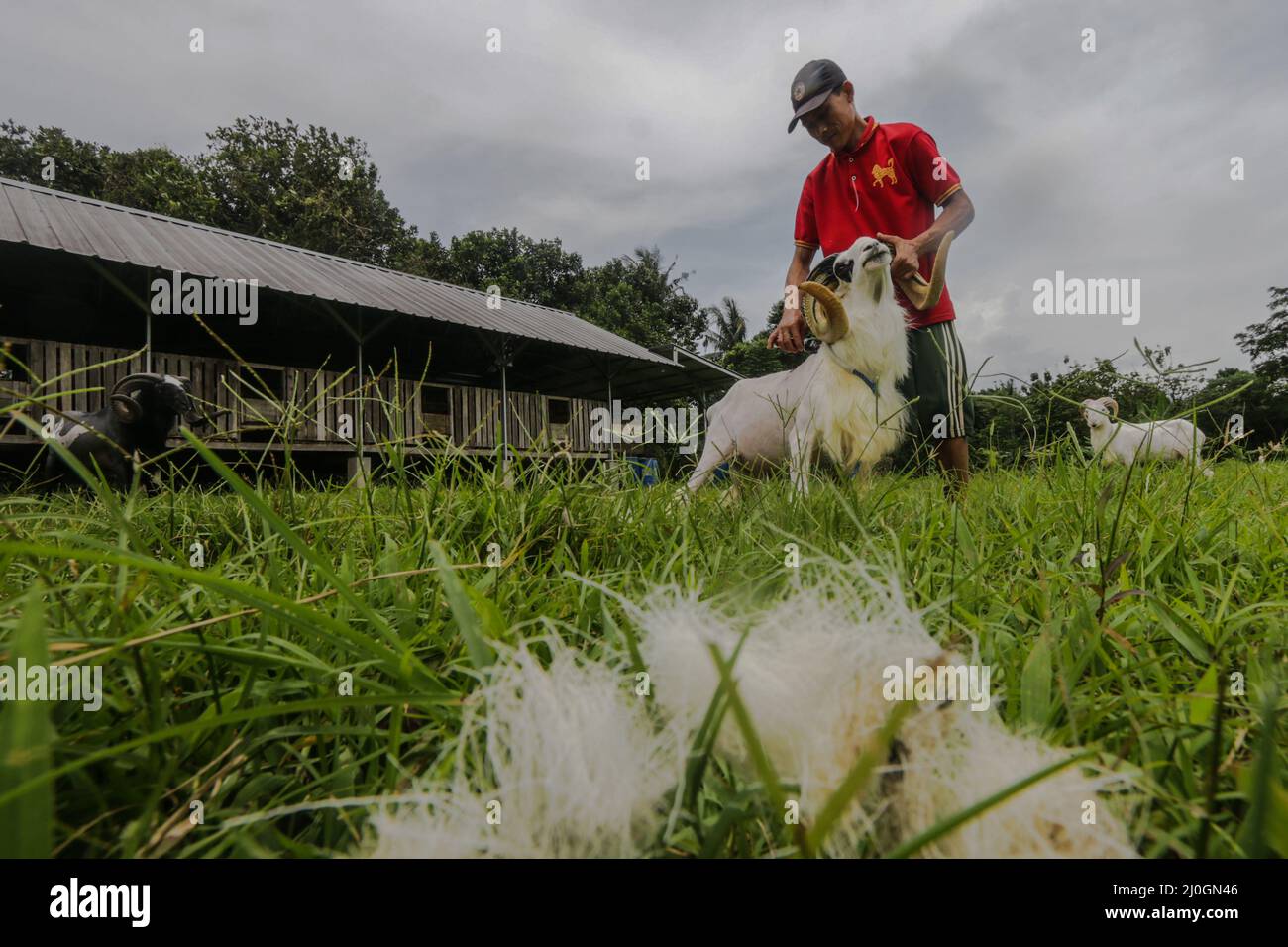 Garut Sheep Care for the Art of Fingerferity and Competition in Bogor, Indonesien, 19. März 2022 Stockfoto