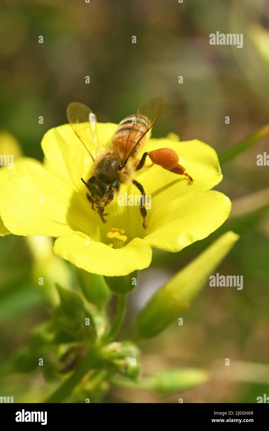Bee bestäubende Oxalis pes-caprae, Buttercup Oxalis, Bermuda Buttercup. Stockfoto