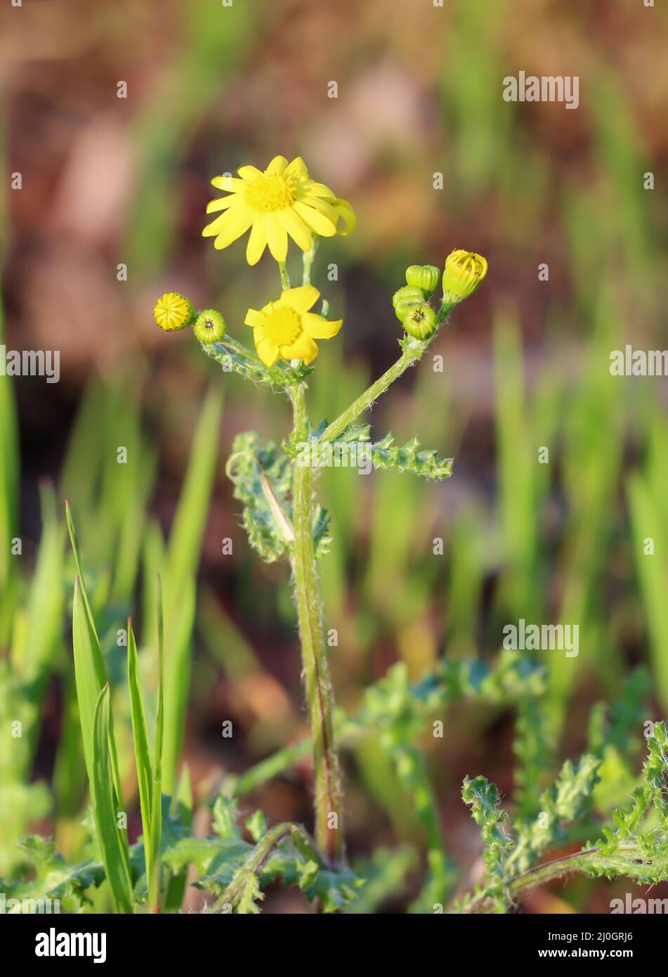 Eine Nahaufnahme einer Gänseblümchen, einer gelb blühenden Wiesenpflanze. Jacob Ragwort. Stockfoto