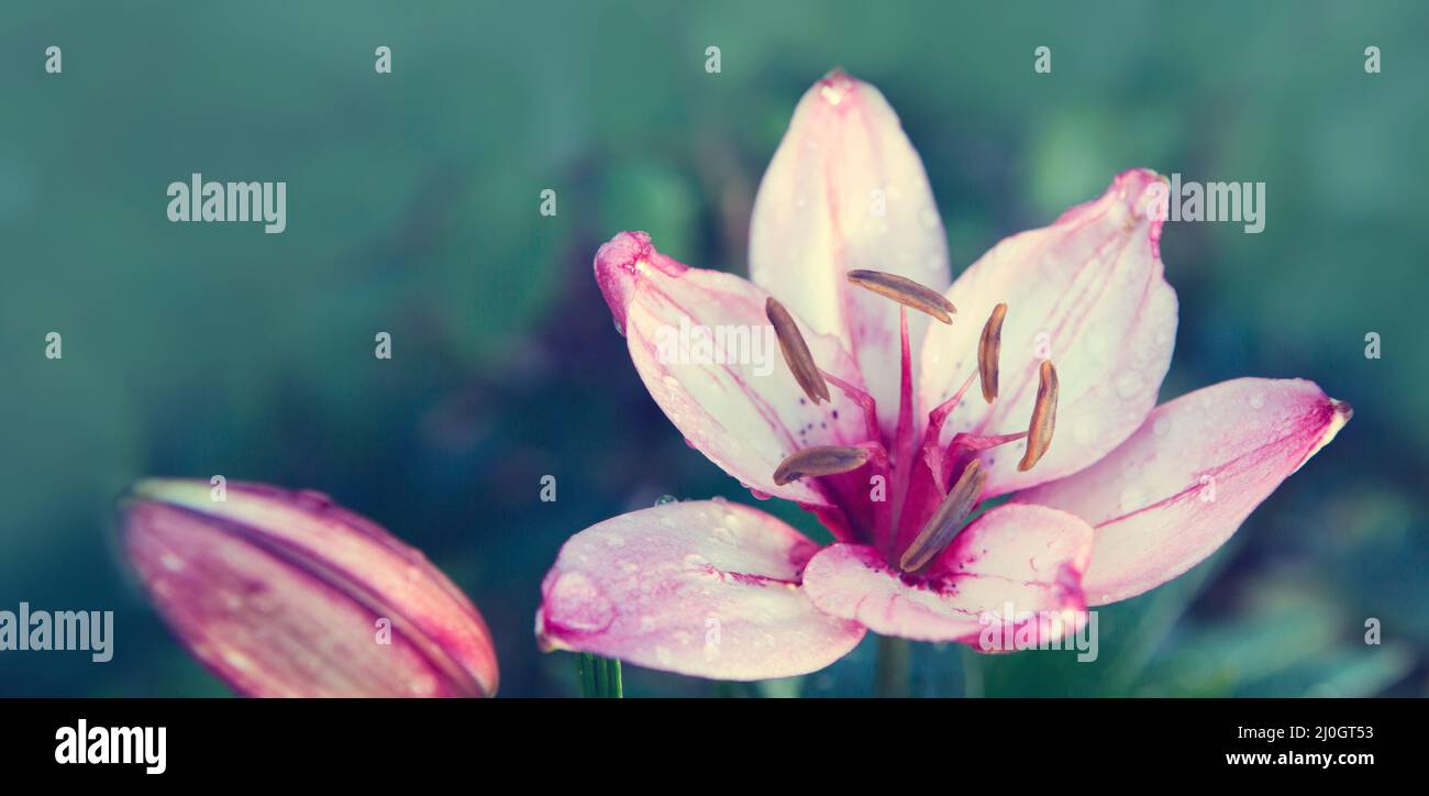 Rosafarbene Lilie bei schönem, natürlichem Licht, isoliert auf unscharfen Hintergrund. Stockfoto