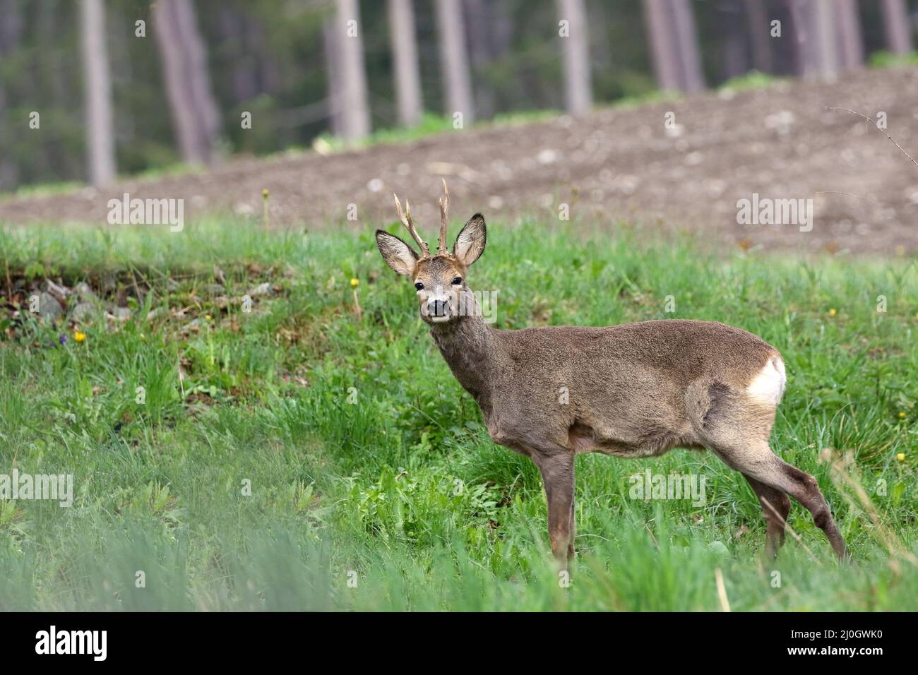 Roebuck, Stockfoto