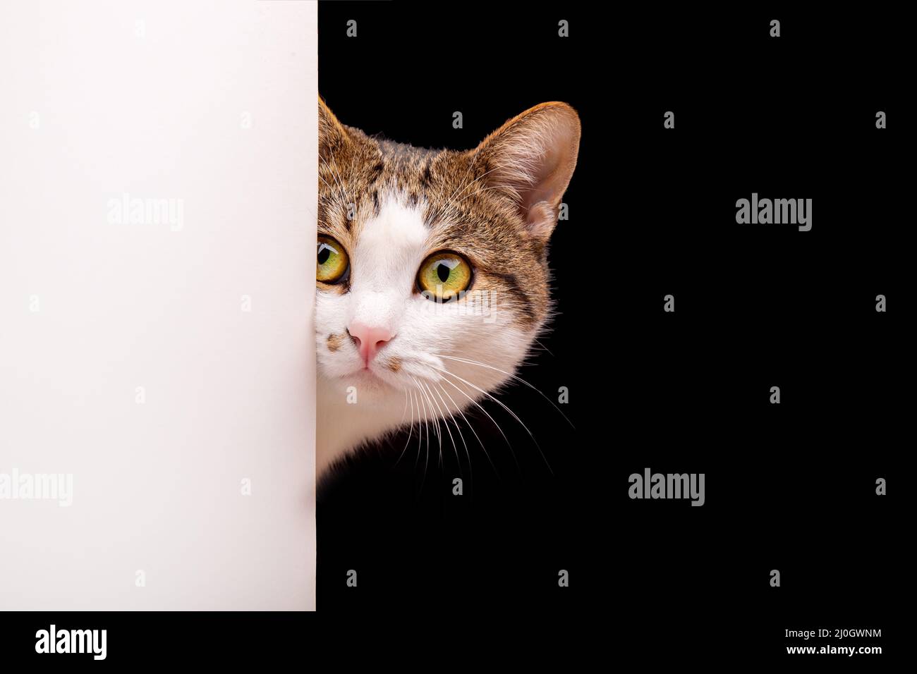 Katze schaut raus, Katze auf weißem Hintergrund guckt um die Ecke Stockfoto