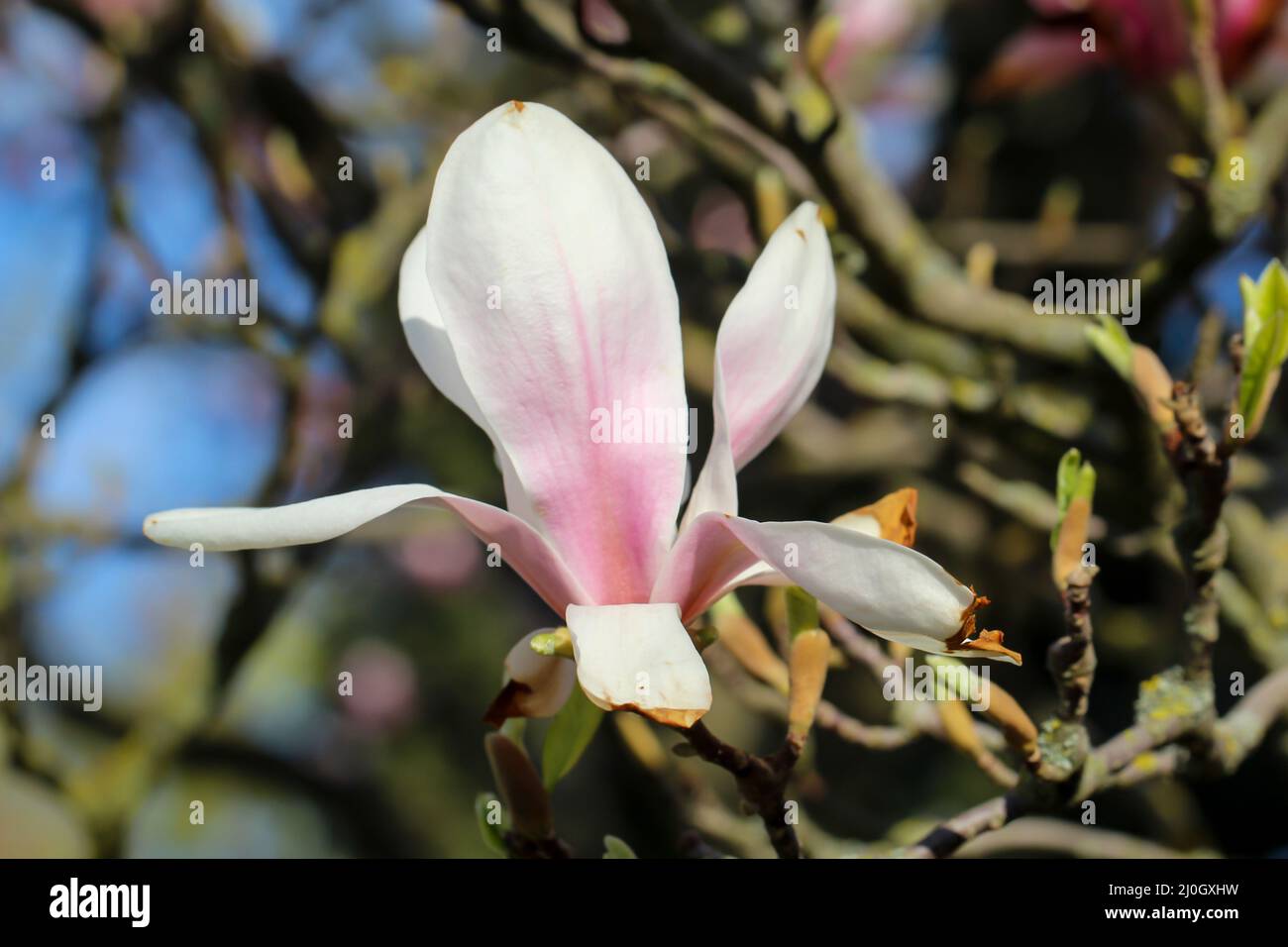 Die schönen Blüten einer Tulpenmagnolie gehören zur Familie der Magnolien (Magnoliaceae). Stockfoto