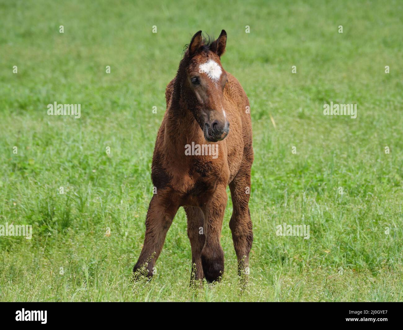 Süßes Fohlen Stockfoto
