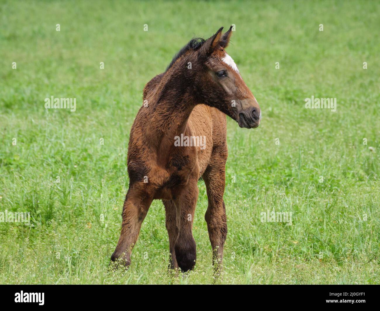 Süßes Fohlen Stockfoto