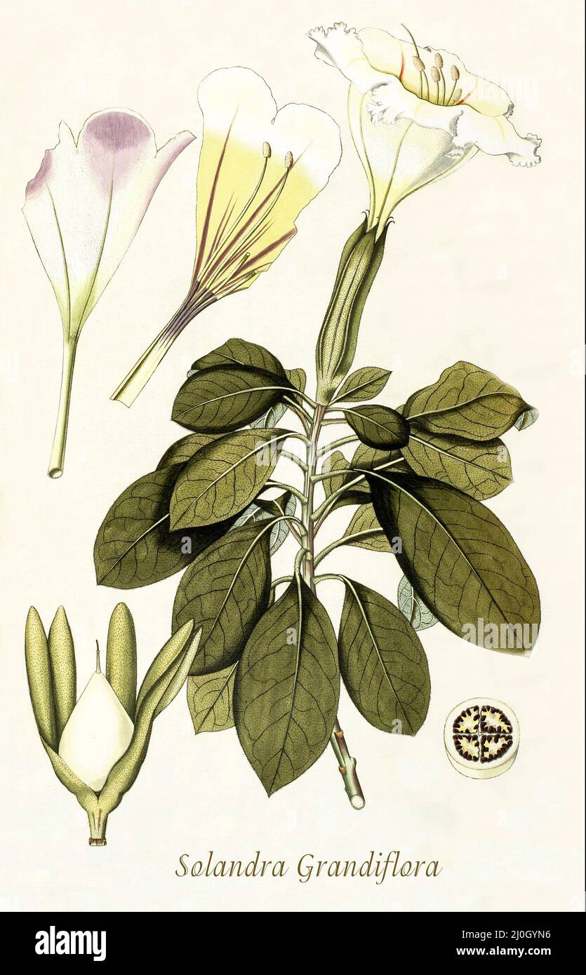 Eine Illustration aus dem späten 18.. Jahrhundert von Solandra grandiflora, der Chalicevine, die zur Familie der Nachtschattengewächse Solanaceae gehört und in Mittelamerika und Nord-Südamerika beheimatet ist. Aus dem 1797 erschienenen 'Plantarum rariorum horti caesari schoenbrunnensis', in dem Pflanzen beschrieben werden, die im königlichen Garten des Schlosses Schönbrunn bei Wien angebaut werden. Zusammengestellt von Nikolaus Joseph Freiherr von Jacquin (1727-1817), einem niederländischen Wissenschaftler, der Medizin, Chemie und Botanik studierte. Stockfoto