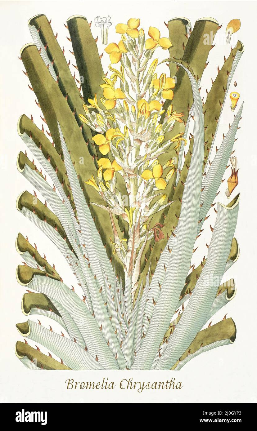 Eine Illustration der Bromelia chrysantha aus dem späten 18.. Jahrhundert, die in Venezuela, Kolumbien und Trinidad & Tobago, einem Mitglied der Familie der Bromeliaceae, beheimatet ist. Aus dem 1797 erschienenen 'Plantarum rariorum horti caesari schoenbrunnensis', in dem Pflanzen beschrieben werden, die im königlichen Garten des Schlosses Schönbrunn bei Wien angebaut werden. Zusammengestellt von Nikolaus Joseph Freiherr von Jacquin (1727-1817), einem niederländischen Wissenschaftler, der Medizin, Chemie und Botanik studierte. Stockfoto