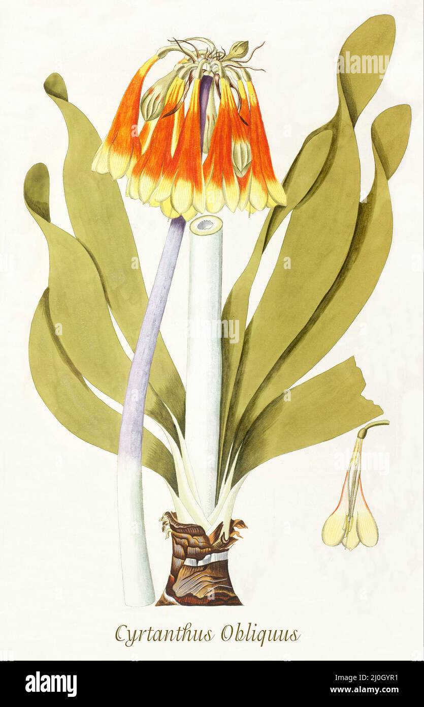 Eine Illustration aus dem späten 18.. Jahrhundert von Cyrtanthus obliquus, der Knysna-Lilie, einer Pflanzenart aus der Familie der Amaryllis, die im Küstengrasland von Natal bis zum Ostkap in Südafrika beheimatet ist. Aus dem 1797 erschienenen 'Plantarum rariorum horti caesari schoenbrunnensis', in dem Pflanzen beschrieben werden, die im königlichen Garten des Schlosses Schönbrunn bei Wien angebaut werden. Zusammengestellt von Nikolaus Joseph Freiherr von Jacquin (1727-1817), einem niederländischen Wissenschaftler, der Medizin, Chemie und Botanik studierte. Stockfoto