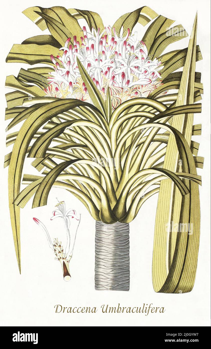 Eine Illustration der Dracaena umbraculifera aus dem späten 18.. Jahrhundert, einer Baumart, die aus dem Inselstaat Mauritius stammt und dort ausgestorben ist. Sie wächst jedoch im Nordosten Madagaskars auf einer Insel namens Ste Marie, Illes Aux Nattes, und wurde nun auf Mauritius wieder eingeführt. Aus dem 1797 erschienenen 'Plantarum rariorum horti caesari schoenbrunnensis', in dem Pflanzen beschrieben werden, die im königlichen Garten des Schlosses Schönbrunn bei Wien angebaut werden. Zusammengestellt von Nikolaus Joseph Freiherr von Jacquin (1727-1817), einem niederländischen Wissenschaftler, der Medizin, Chemie und Botanik studierte. Stockfoto