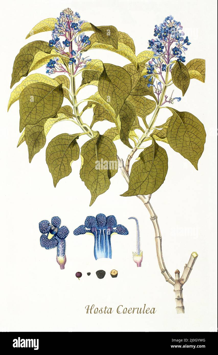 Eine Illustration der Hosta coerulia aus dem späten 18.. Jahrhundert, die heute als Hosta ventricosa Stearn der Gattung Hosta Tratt und der Familie Asparagaceae Juss bekannt ist. Aus dem 1797 erschienenen 'Plantarum rariorum horti caesari schoenbrunnensis', in dem Pflanzen beschrieben werden, die im königlichen Garten des Schlosses Schönbrunn bei Wien angebaut werden. Zusammengestellt von Nikolaus Joseph Freiherr von Jacquin (1727-1817), einem niederländischen Wissenschaftler, der Medizin, Chemie und Botanik studierte. Stockfoto