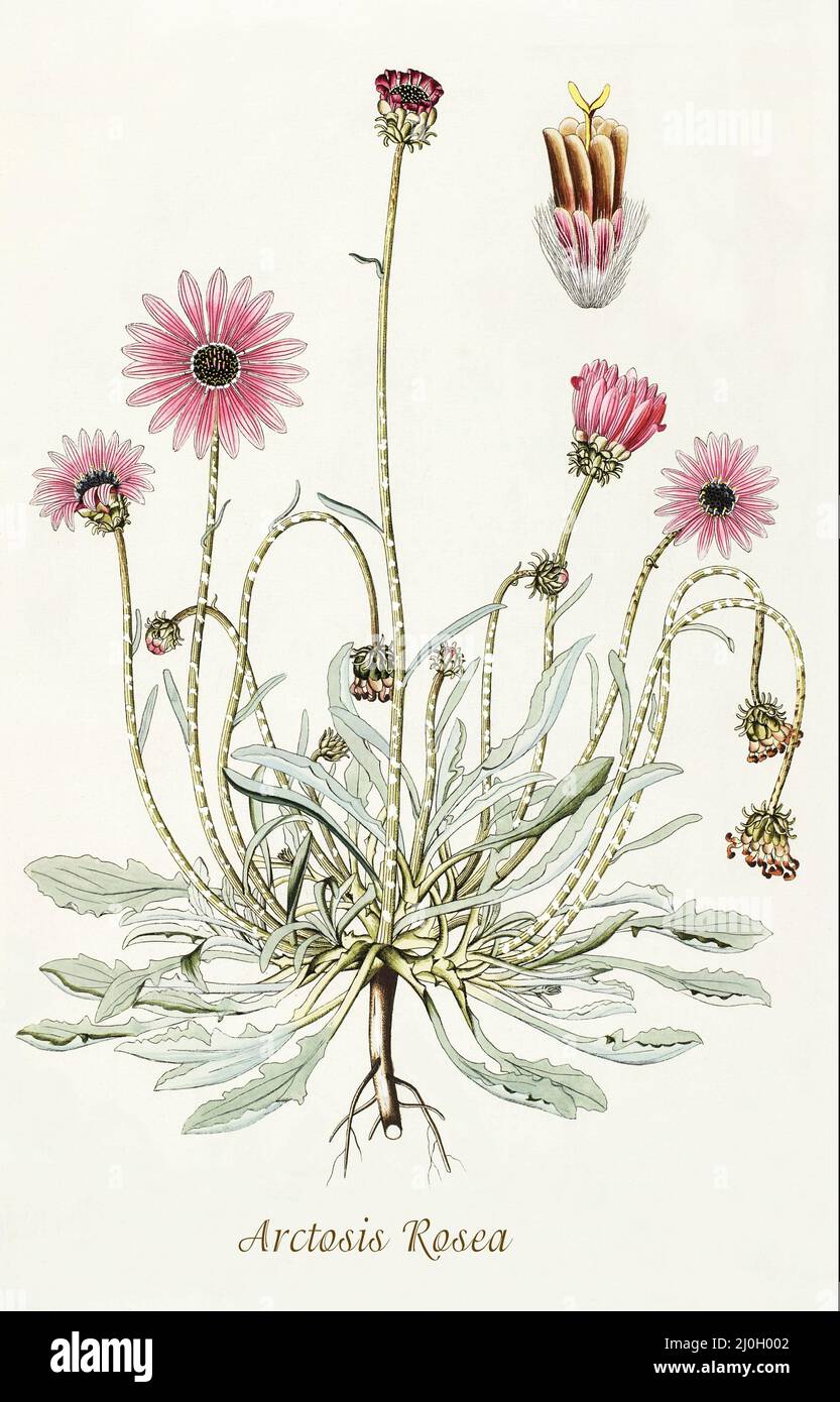 Die Familie der Asteraceae, eine Illustration der Arktotis rosea aus dem späten 18.. Jahrhundert, ist eine Art afrikanischer Pflanzen aus der Familie der Gänseblümchen, die in Namibia und Südafrika beheimatet ist. Aus dem 1797 erschienenen 'Plantarum rariorum horti caesari schoenbrunnensis', in dem Pflanzen beschrieben werden, die im königlichen Garten des Schlosses Schönbrunn bei Wien angebaut werden. Zusammengestellt von Nikolaus Joseph Freiherr von Jacquin (1727-1817), einem niederländischen Wissenschaftler, der Medizin, Chemie und Botanik studierte. Stockfoto