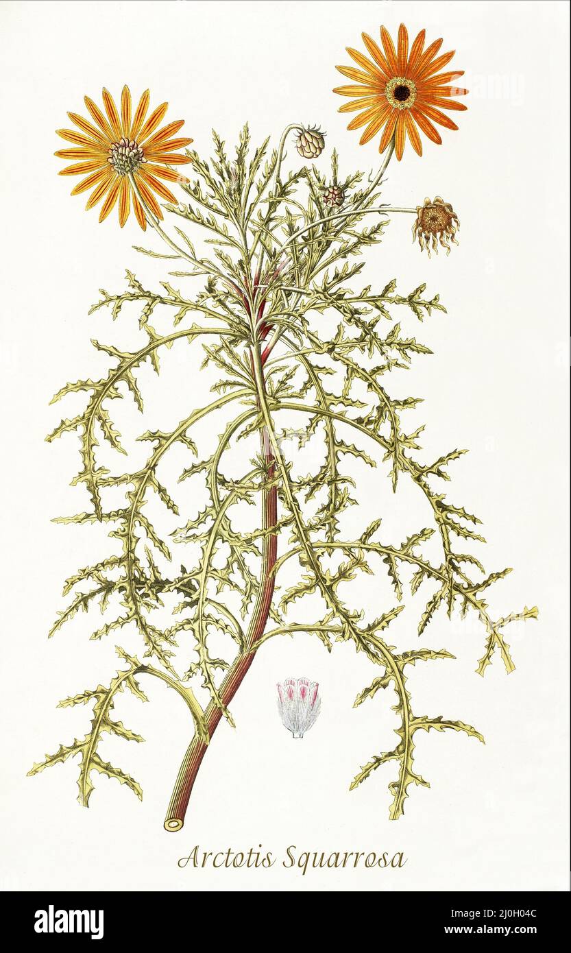 Eine Illustration der Arktotis squarrosa aus dem späten 18.. Jahrhundert, Familie Asteraceae, ist eine Art afrikanischer Pflanzen aus der Familie der Gänseblümchen, die in Namibia und Südafrika beheimatet ist. Aus dem 1797 erschienenen 'Plantarum rariorum horti caesari schoenbrunnensis', in dem Pflanzen beschrieben werden, die im königlichen Garten des Schlosses Schönbrunn bei Wien angebaut werden. Zusammengestellt von Nikolaus Joseph Freiherr von Jacquin (1727-1817), einem niederländischen Wissenschaftler, der Medizin, Chemie und Botanik studierte. Stockfoto