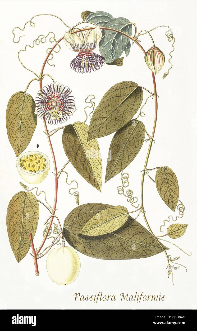 Eine Illustration der Passiflora maliformis aus dem späten 18.. Jahrhundert, auch bekannt als Muschelapfel oder wildviolette Passionsfrucht, ist eine schnell wachsende Rebe, die in der Karibik, Mittelamerika und Nord-Südamerika beheimatet ist. Aus dem 1797 erschienenen 'Plantarum rariorum horti caesari schoenbrunnensis', in dem Pflanzen beschrieben werden, die im königlichen Garten des Schlosses Schönbrunn bei Wien angebaut werden. Zusammengestellt von Nikolaus Joseph Freiherr von Jacquin (1727-1817), einem niederländischen Wissenschaftler, der Medizin, Chemie und Botanik studierte. Stockfoto