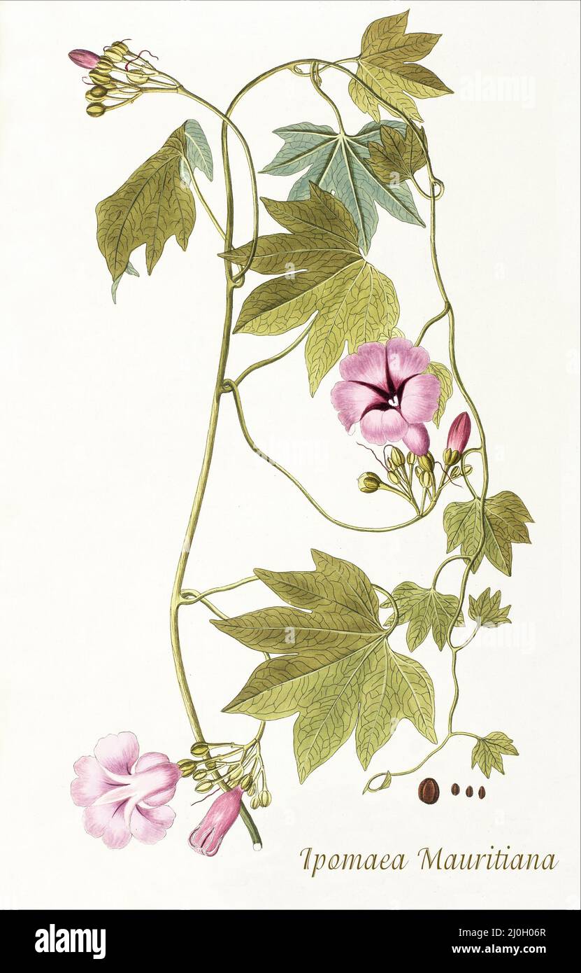Eine Illustration aus dem späten 18.. Jahrhundert von Ipomoea mauritiana, einer Art von Morning Glory Pflanze, die zur Gattung Ipomoea und Familie gehört: Convolvulaceae und als Rebe wächst. Sie stammt ursprünglich aus Westafrika sowie dem australischen Northern Territory und ist in vielen Teilen der Welt eingebürgert. Aus dem 1797 erschienenen 'Plantarum rariorum horti caesari schoenbrunnensis', in dem Pflanzen beschrieben werden, die im königlichen Garten des Schlosses Schönbrunn bei Wien angebaut werden. Zusammengestellt von Nikolaus Joseph Freiherr von Jacquin (1727-1817), einem niederländischen Wissenschaftler, der Medizin, Chemie und Botanik studierte. Stockfoto