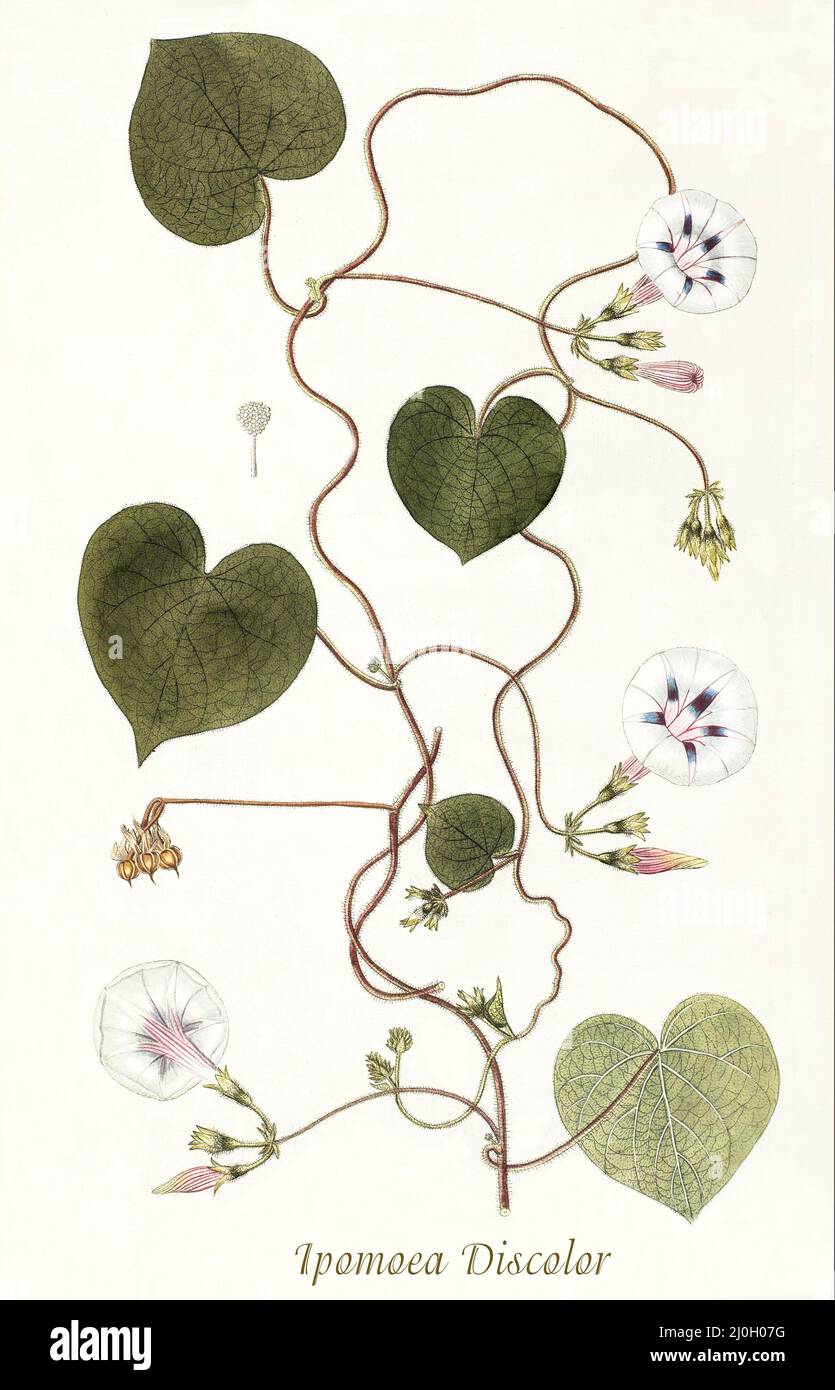 Eine Illustration der Ipomoea-Verfärbung aus dem späten 18.. Jahrhundert, eine Art von Morning Glory-Pflanze, die zur Gattung Ipomoea und Familie gehört: Convolvulaceae, die als Rebe wächst und in Mexiko und Mittelamerika beheimatet ist. Aus dem 1797 erschienenen 'Plantarum rariorum horti caesari schoenbrunnensis', in dem Pflanzen beschrieben werden, die im königlichen Garten des Schlosses Schönbrunn bei Wien angebaut werden. Zusammengestellt von Nikolaus Joseph Freiherr von Jacquin (1727-1817), einem niederländischen Wissenschaftler, der Medizin, Chemie und Botanik studierte. Stockfoto