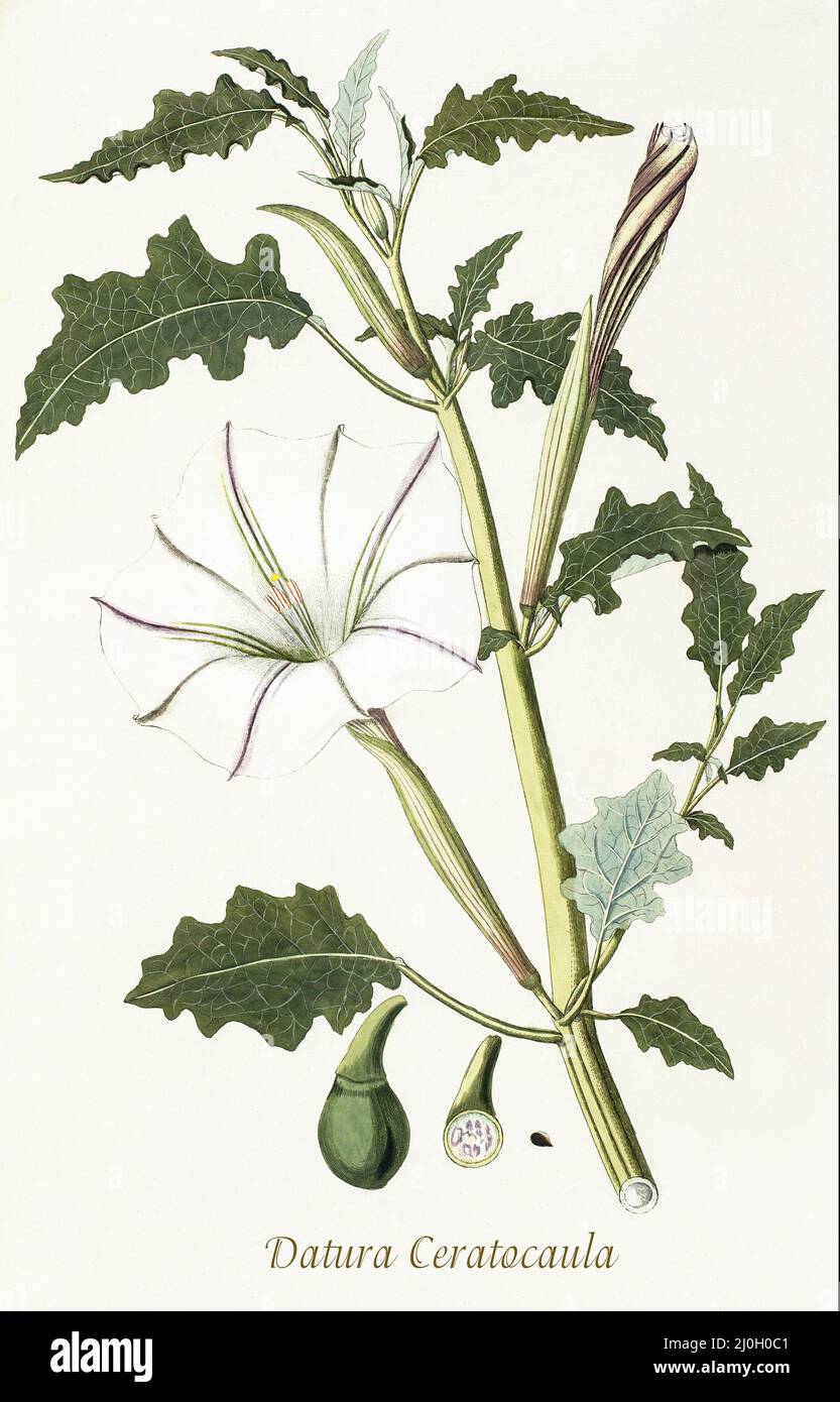 Eine Illustration der Datura ceratocaula aus dem späten 18.. Jahrhundert der Familie Solanaceae, einer einjährigen Pflanze, die ursprünglich aus Mexiko stammt. Unkrautartige in ihrem natürlichen Lebensraum, ist in Gärten und Höfen als Zierpflanze gewachsen. Aus dem 1797 erschienenen 'Plantarum rariorum horti caesari schoenbrunnensis', in dem Pflanzen beschrieben werden, die im königlichen Garten des Schlosses Schönbrunn bei Wien angebaut werden. Zusammengestellt von Nikolaus Joseph Freiherr von Jacquin (1727-1817), einem niederländischen Wissenschaftler, der Medizin, Chemie und Botanik studierte. Stockfoto