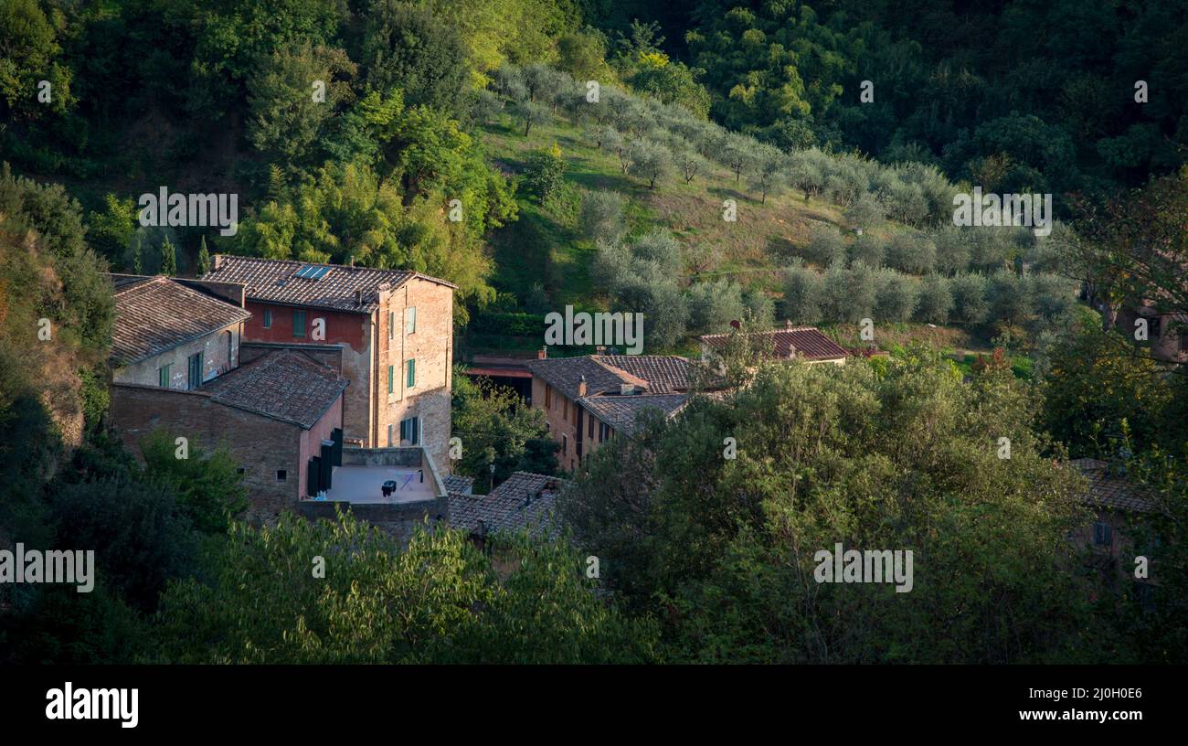 Toskana Landschaft mit Bauernhaus und Olivenbäumen in Siena, Italien Stockfoto