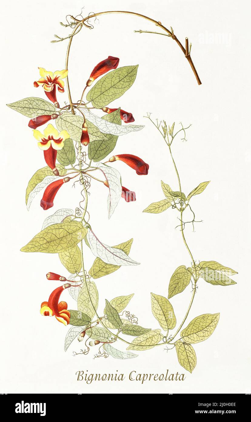 Eine Illustration der Bignonia capreolata aus dem späten 18.. Jahrhundert, eine Rebe der Familie Bignoniaceae, die gemeinhin als Kreuzbeere bezeichnet wird, stammt aus den zentralen und südlichen Vereinigten Staaten. Aus dem 1797 erschienenen 'Plantarum rariorum horti caesari schoenbrunnensis', in dem Pflanzen beschrieben werden, die im königlichen Garten des Schlosses Schönbrunn bei Wien angebaut werden. Zusammengestellt von Nikolaus Joseph Freiherr von Jacquin (1727-1817), einem niederländischen Wissenschaftler, der Medizin, Chemie und Botanik studierte. Stockfoto