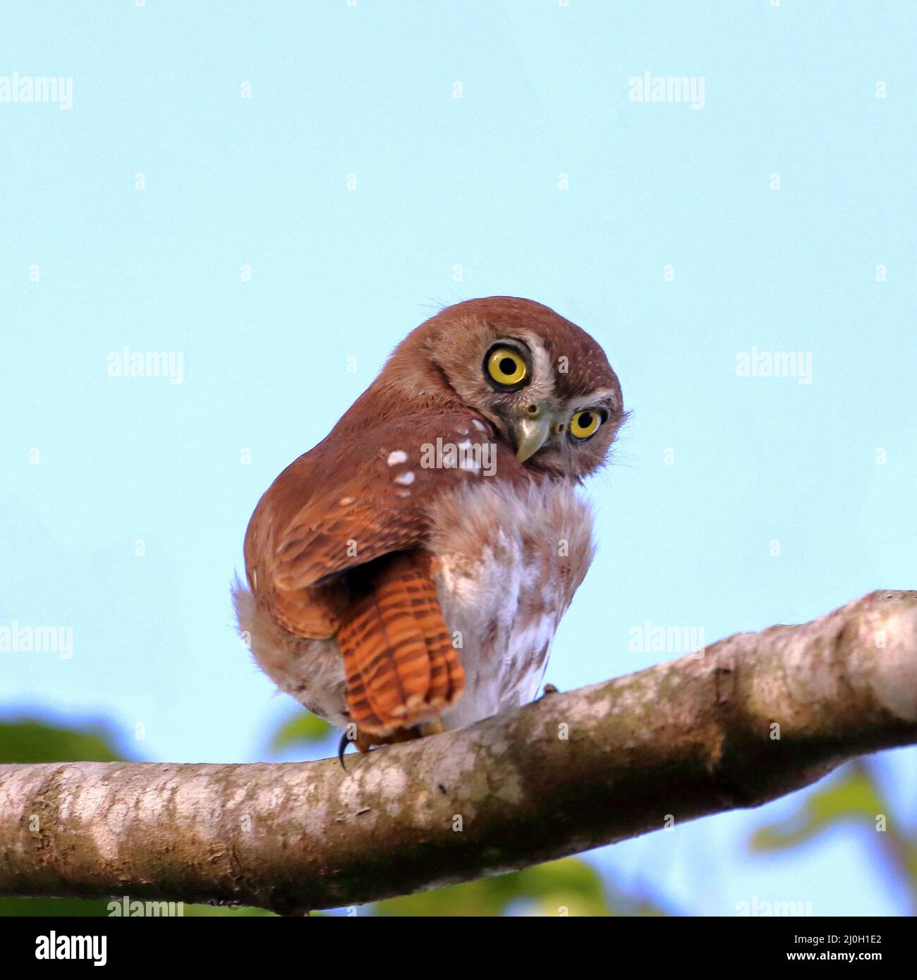 Ferruginöse Zwergeule (Glaucidium brasilianum) auf einem Ast. Quadratisches Foto Stockfoto