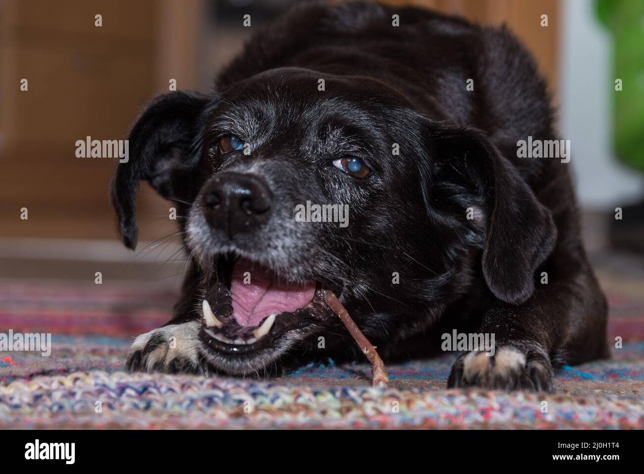 Hund kaut auf dem Kauknochen - Nahaufnahme der Belohnung Hundeknochen Stockfoto