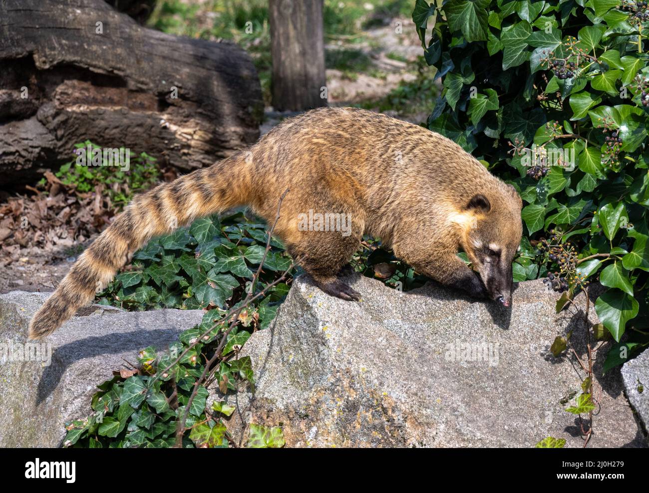 Südamerikanischer nasenbär oder Ring-tailed Nasenbär (Nasua nasua) Stockfoto