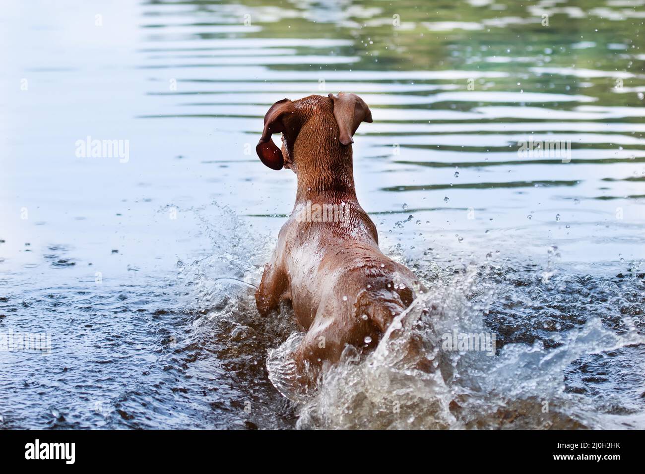 Hund läuft ins Wasser Stockfoto