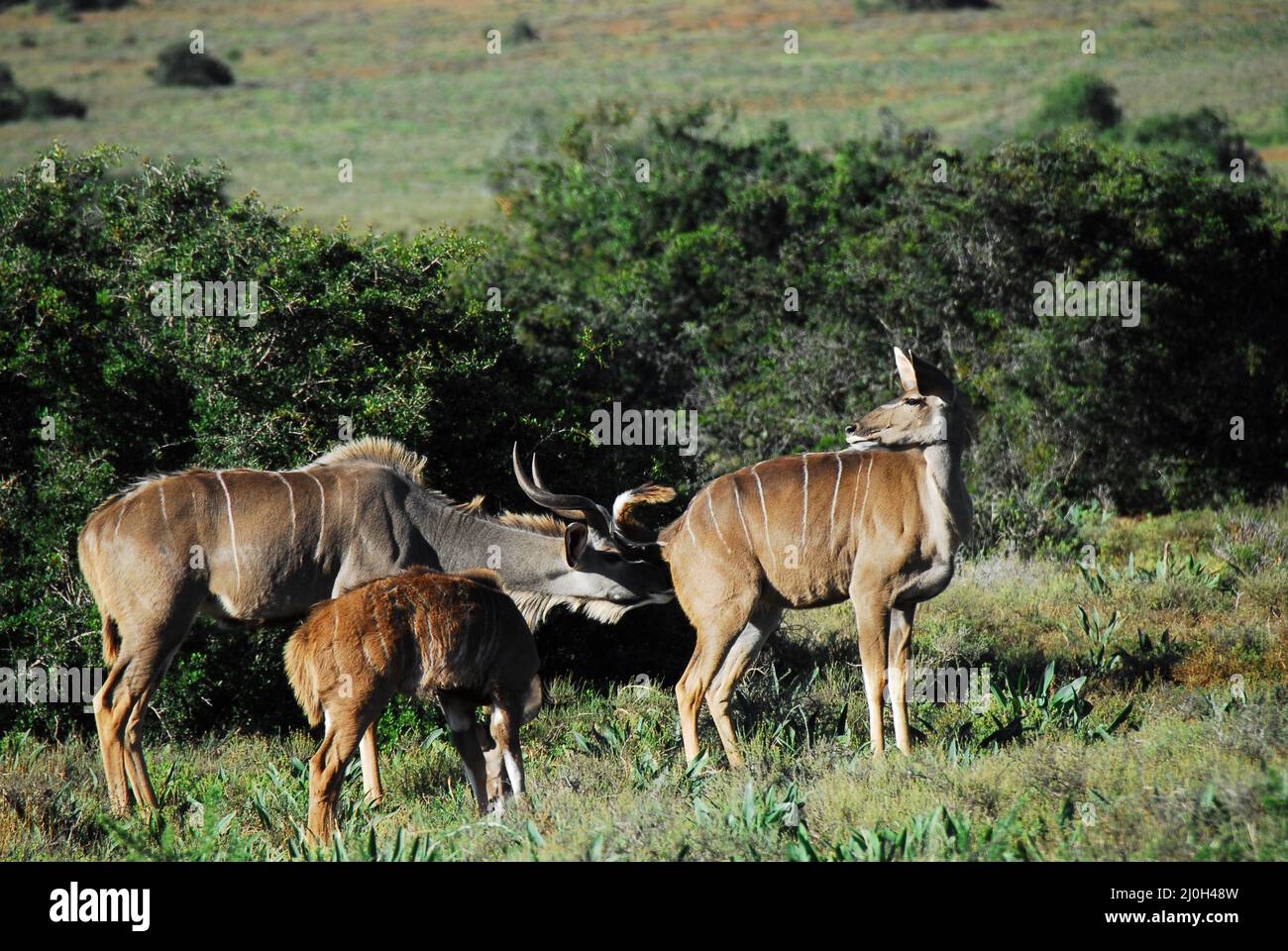 Eine wunderbare Nahaufnahme des Paarungsverhaltens. Ein Bulle Kudu schnüffelt den Perinealbereich eines Weibchens, um festzustellen, ob sie bereit ist, sich zu paaren. Stockfoto