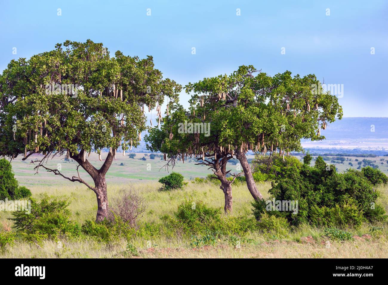 Immergrüne Akazie mit Früchten Stockfoto